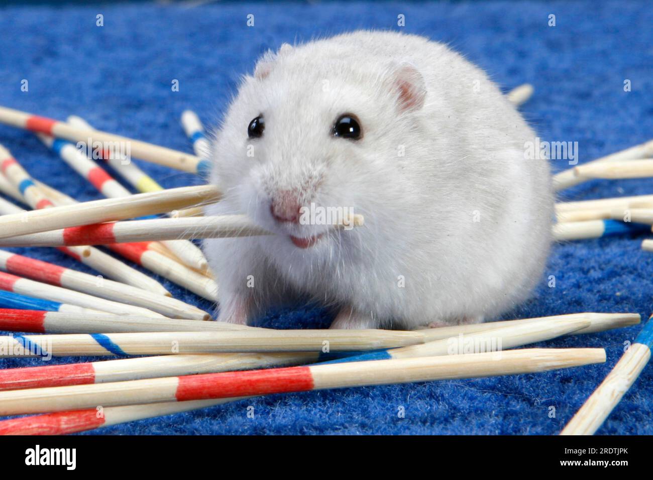 Roborovski dwarf hamster (Phodopus roborovskii) gnaws on mikado stick, mikado, mikado play Stock Photo