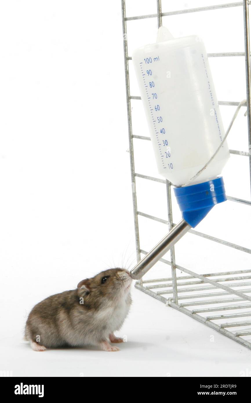 Thirsty hamster hires stock photography and images Alamy