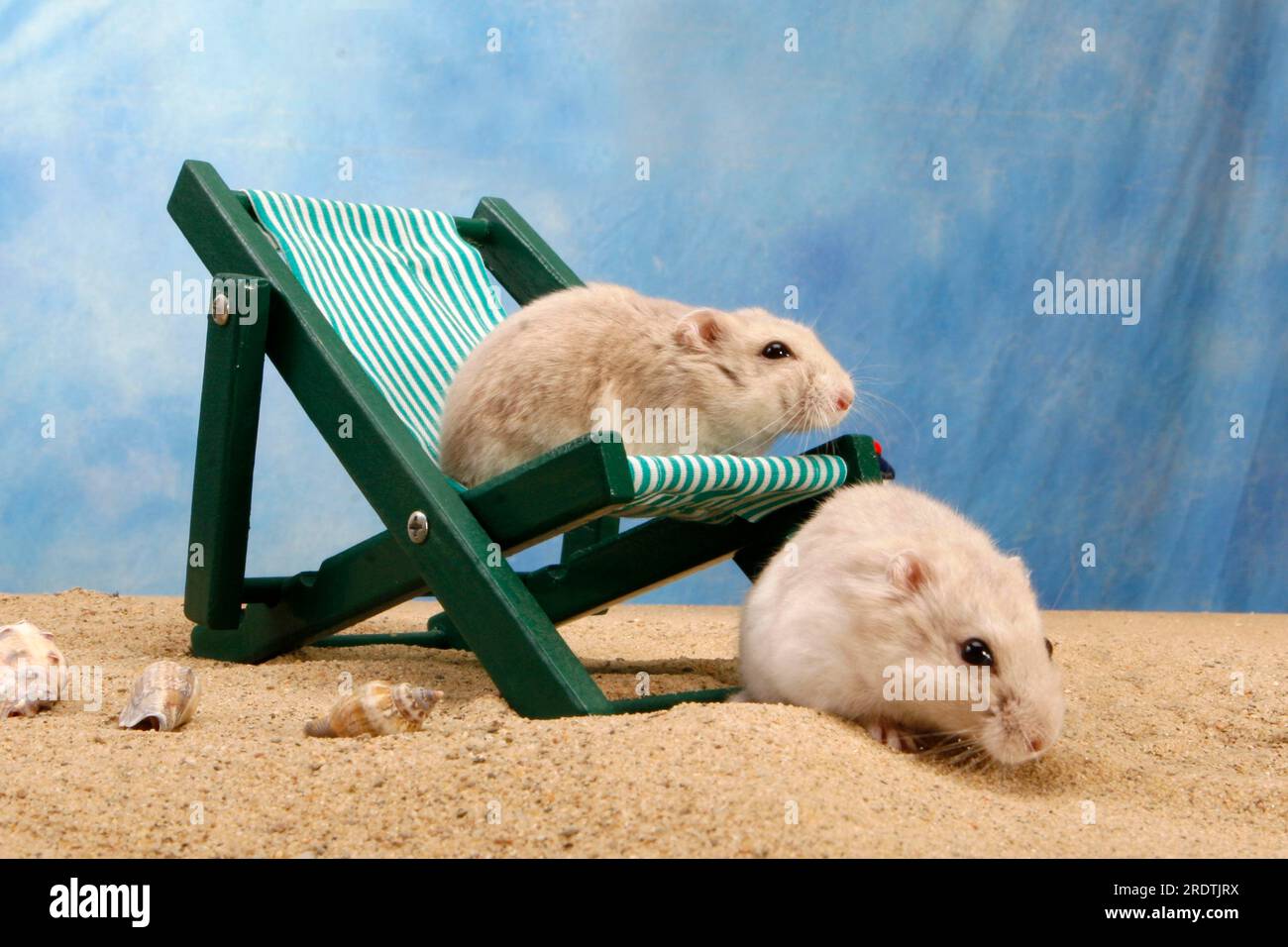 Roborovski dwarf hamster (Phodopus roborovskii) on deck chair Stock Photo