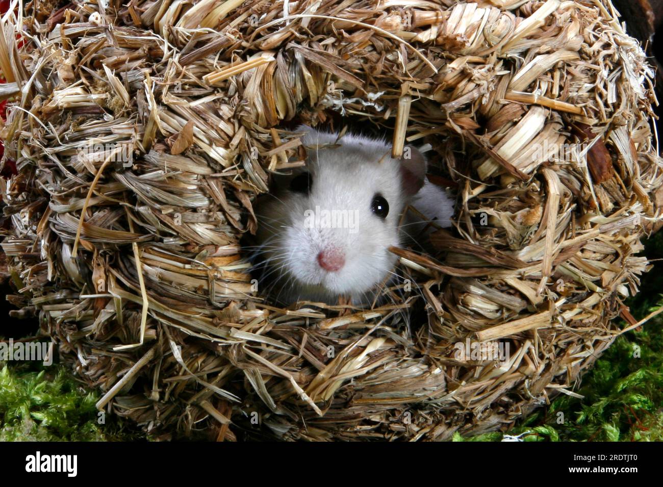 Roborowski dwarf hamster in Roborovski dwarf hamster (Phodopus roborovskii) Stock Photo