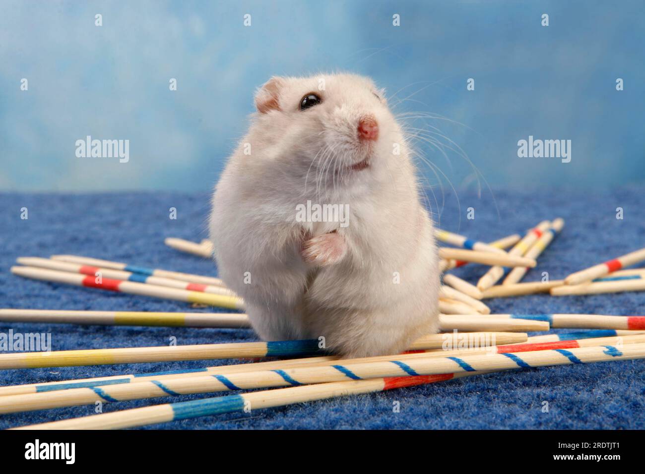 Roborovski dwarf hamster (Phodopus roborovskii) with mikado game, Mikado Stock Photo
