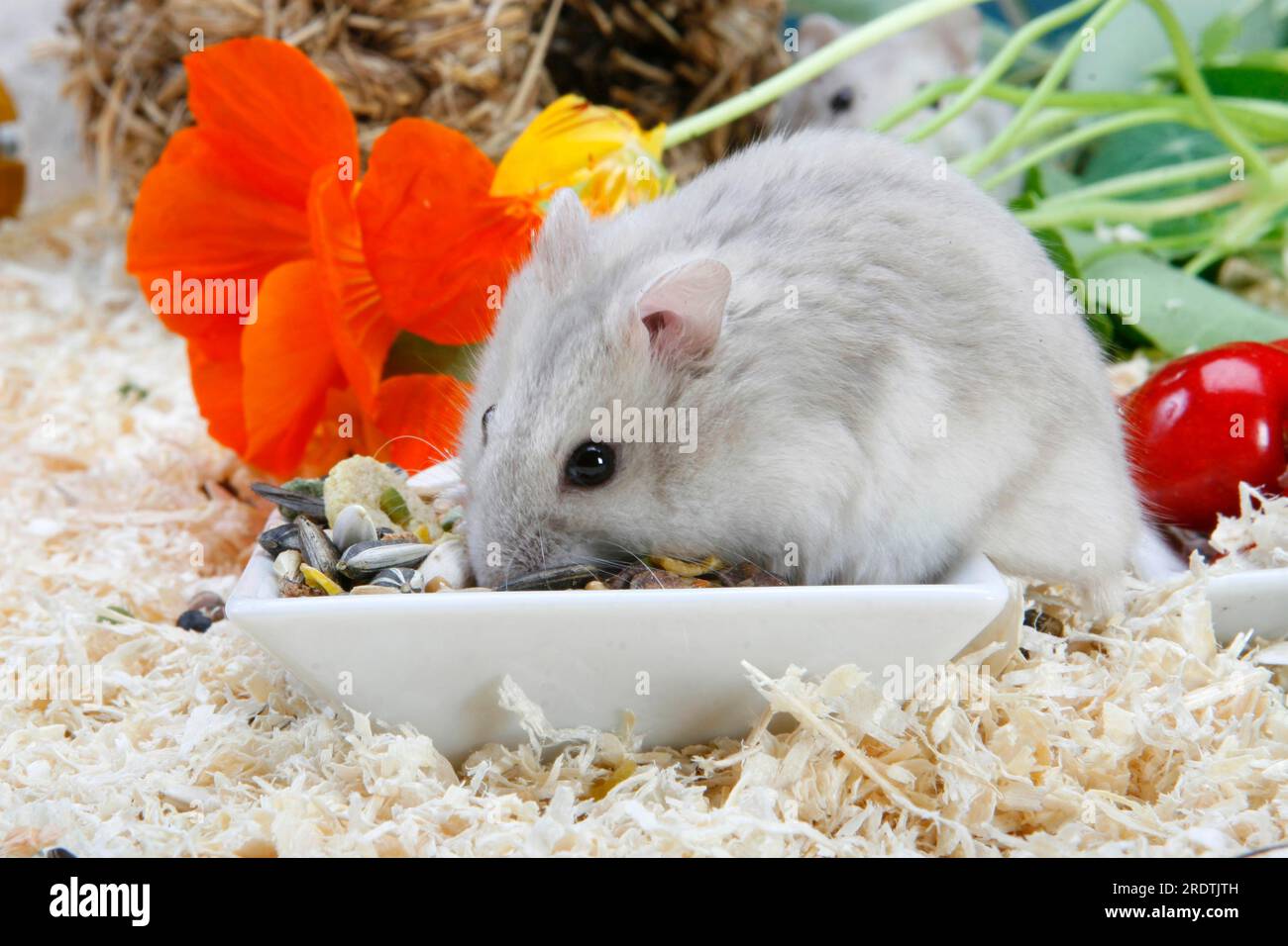 Roborowski dwarf hamster at feeding dish bowl (Phodopus roborovskii) Stock Photo