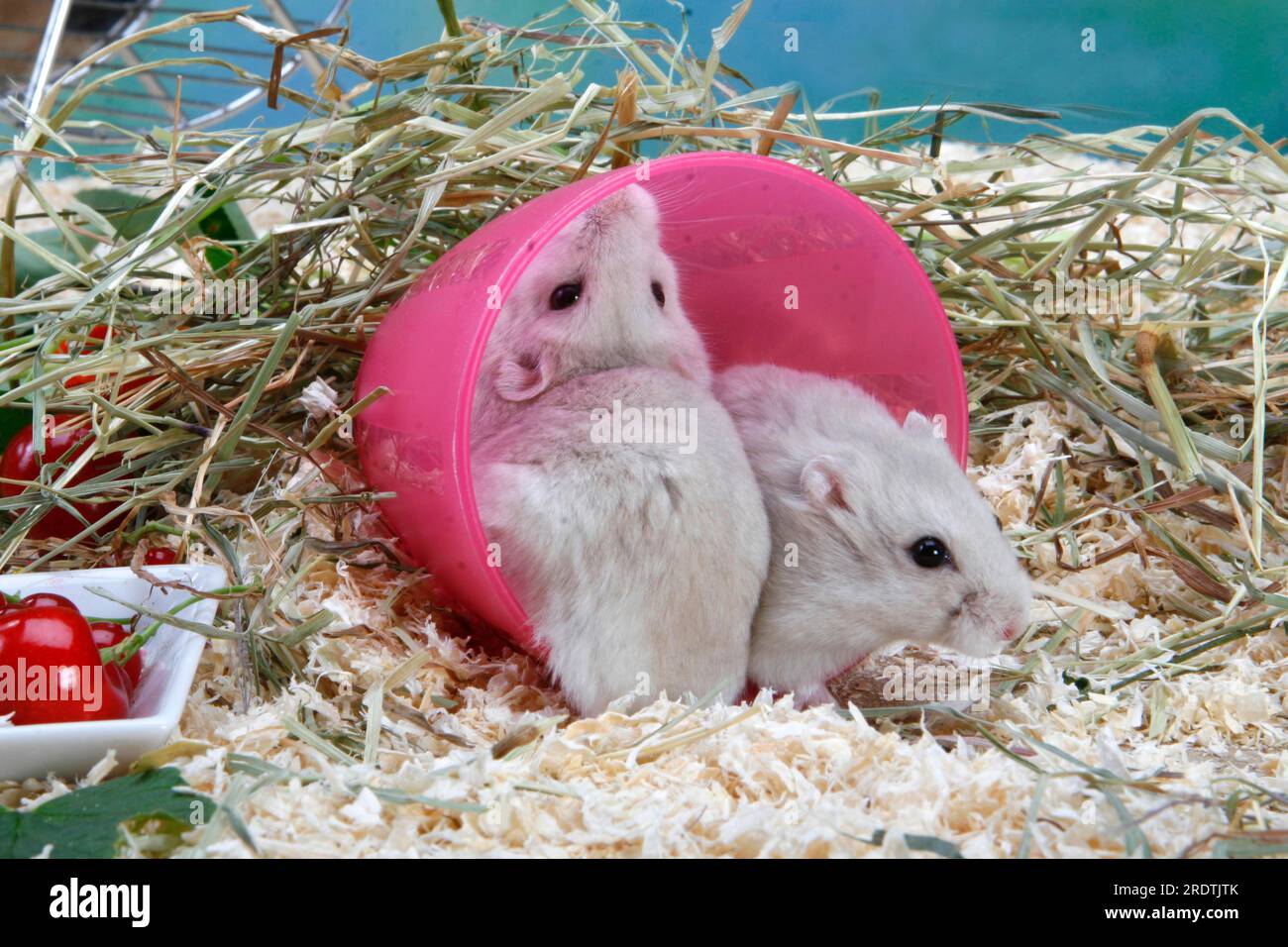 Roborowski dwarf hamster (Phodopus roborovskii) Stock Photo