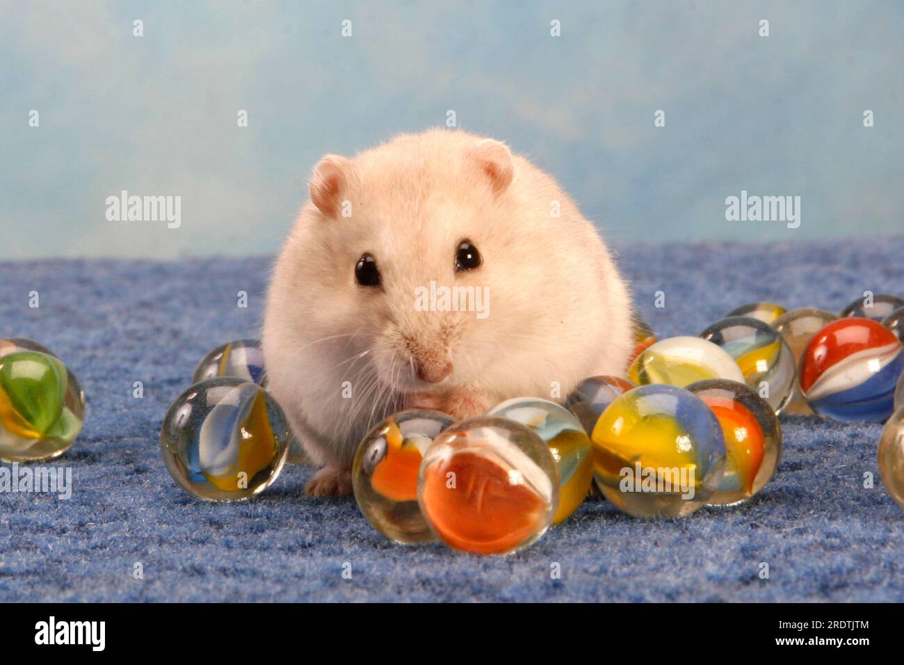Roborowski dwarf hamster with Roborovski dwarf hamster (Phodopus roborovskii) Stock Photo