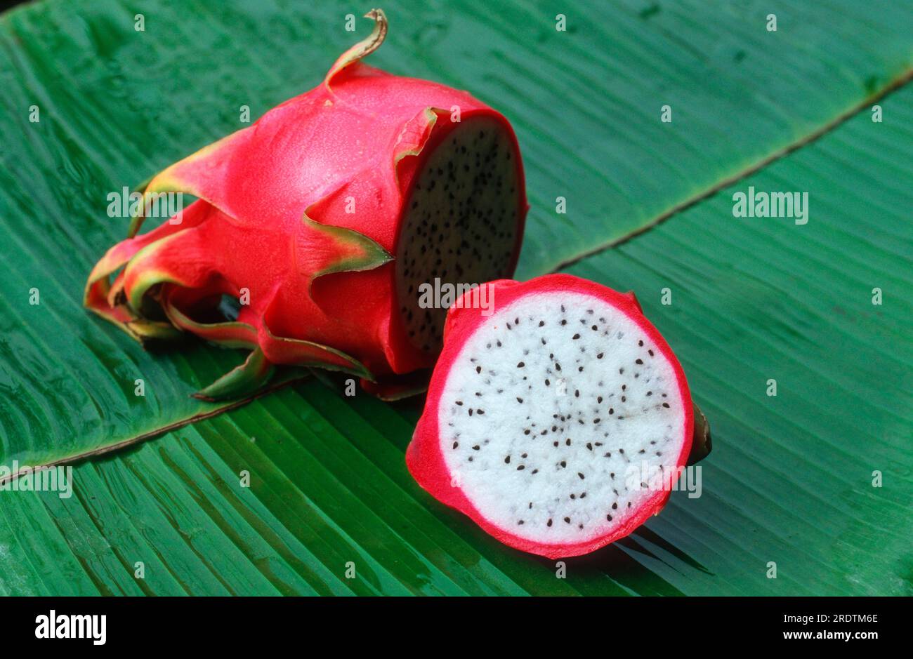 Pitahaya (Hylocereus triangularis), cactus fruit, dragon fruit Stock Photo