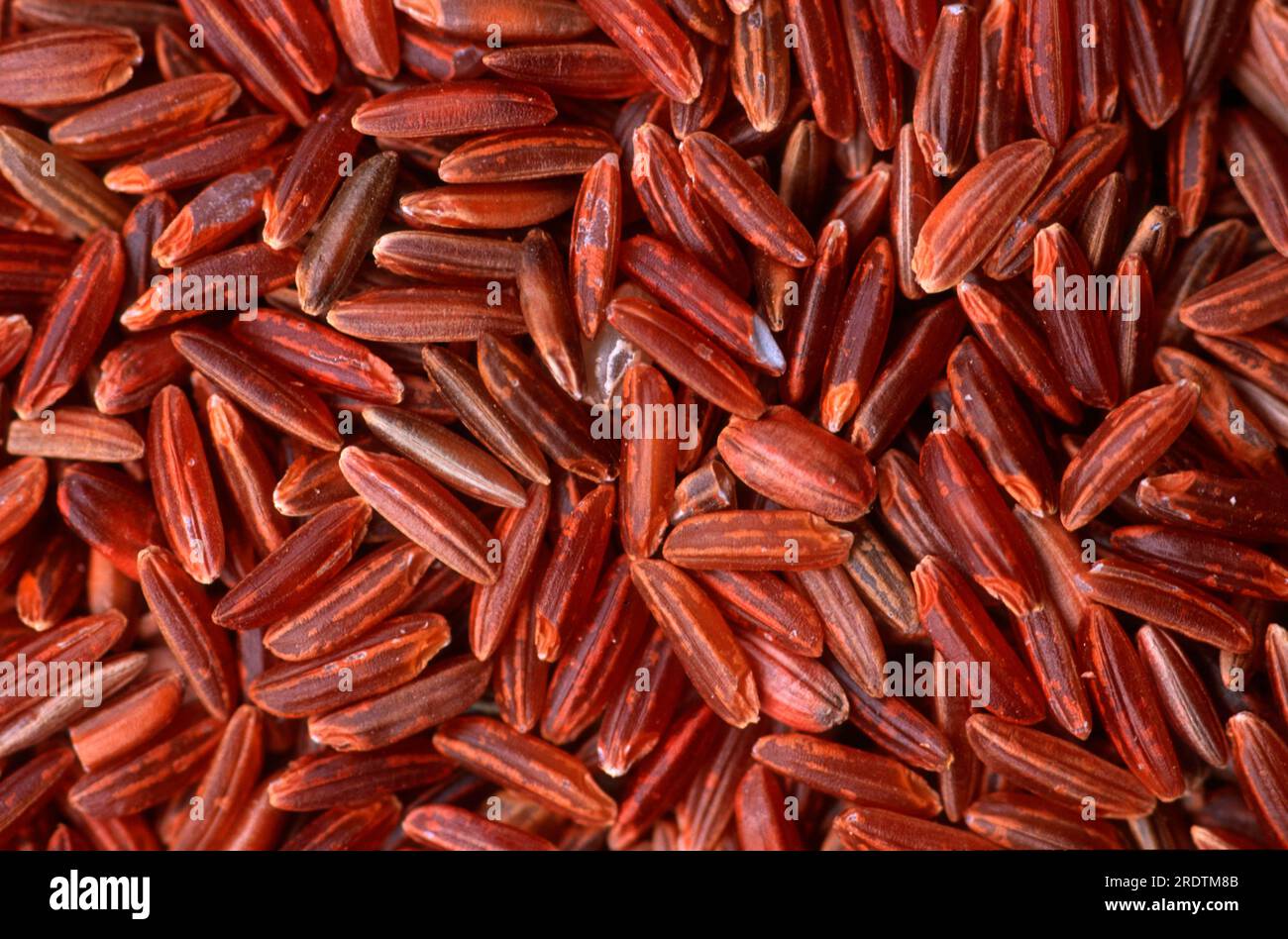 Wild rice (Zizania palustris) Stock Photo