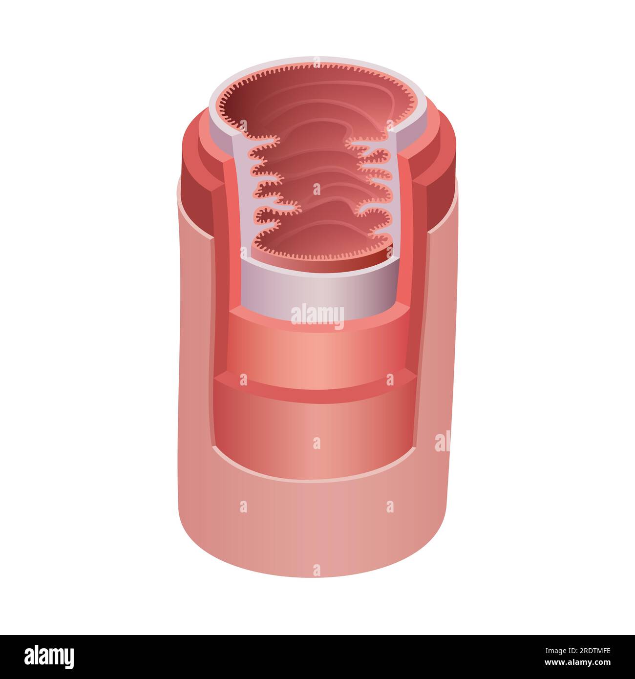 Illustration of the anatomical structure of the esophagus Stock Photo