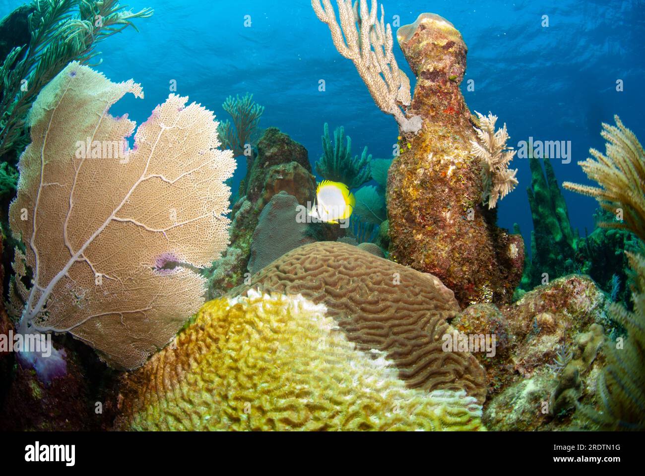 Spotfin butterflyfish and sick Brain coral affected by Stony Coral Tissue Loss Disease (SCTLD) Stock Photo