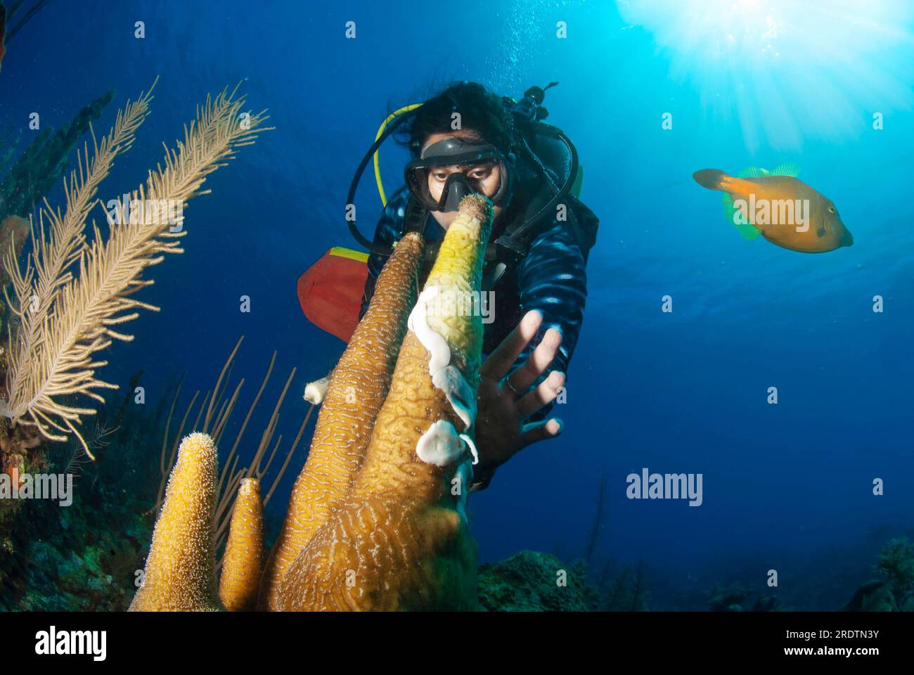 Marine biologist using antibiotic to treat sick pillar coral affected by Stony Coral Tissue Loss Disease (SCTLD) Stock Photo