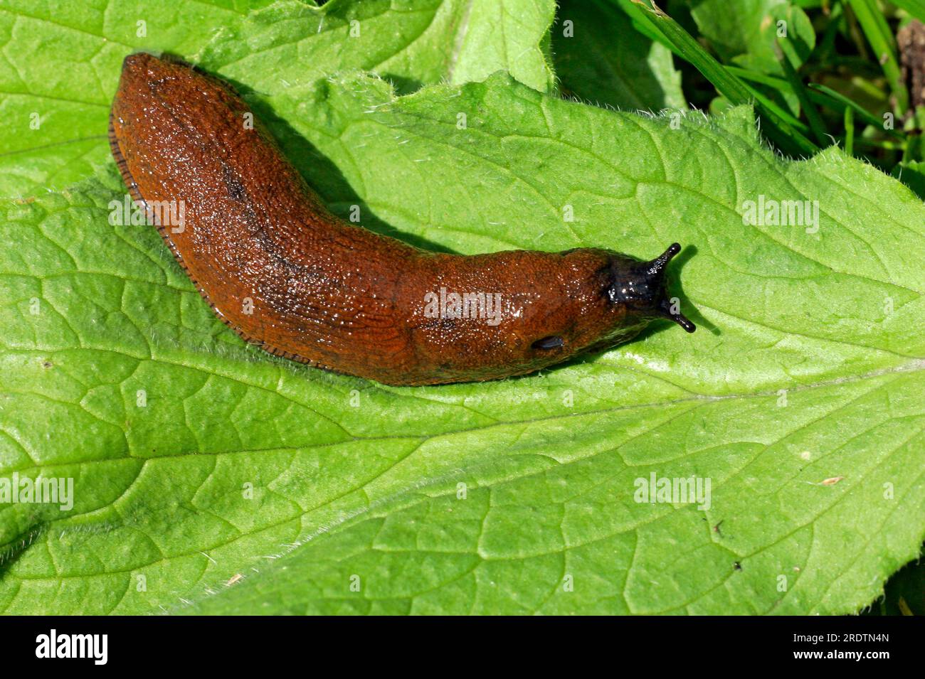 Spanish slug (Arion lusitanicus), Schleswig-Holstein, Germany Stock Photo