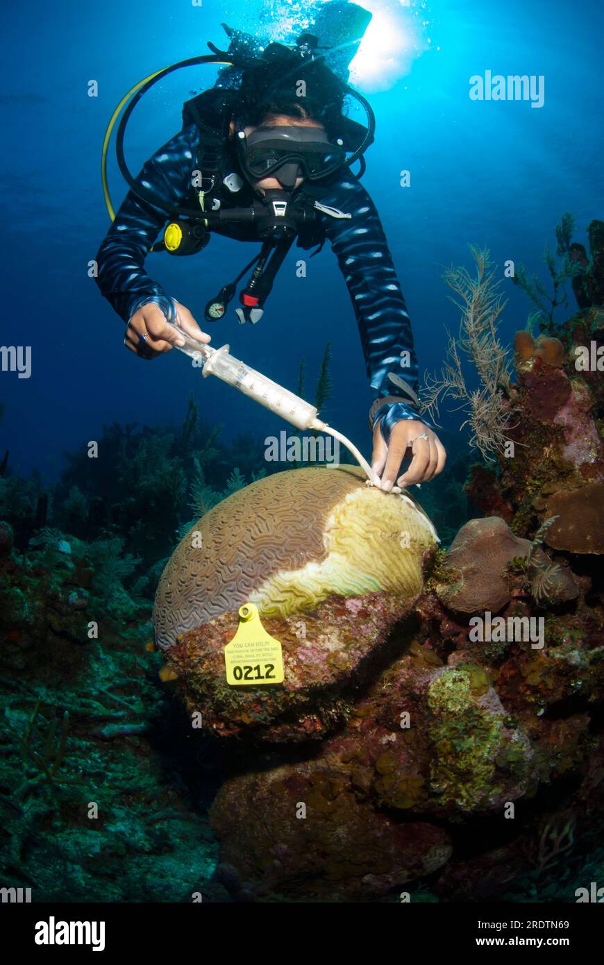 Marine biologist using antibiotic to treat sick Brain coral affected by
