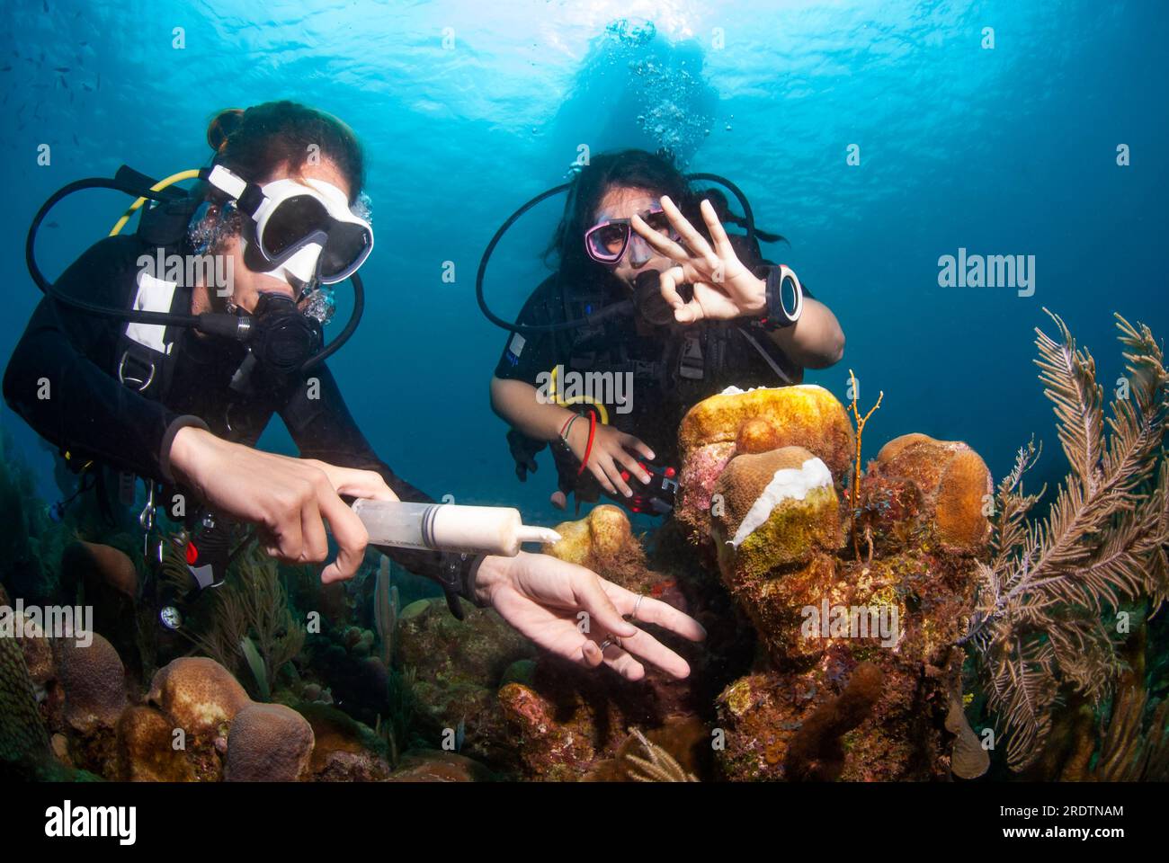Marine biologist using antibiotic to treat sick star coral affected by Stony Coral Tissue Loss Disease (SCTLD) Stock Photo
