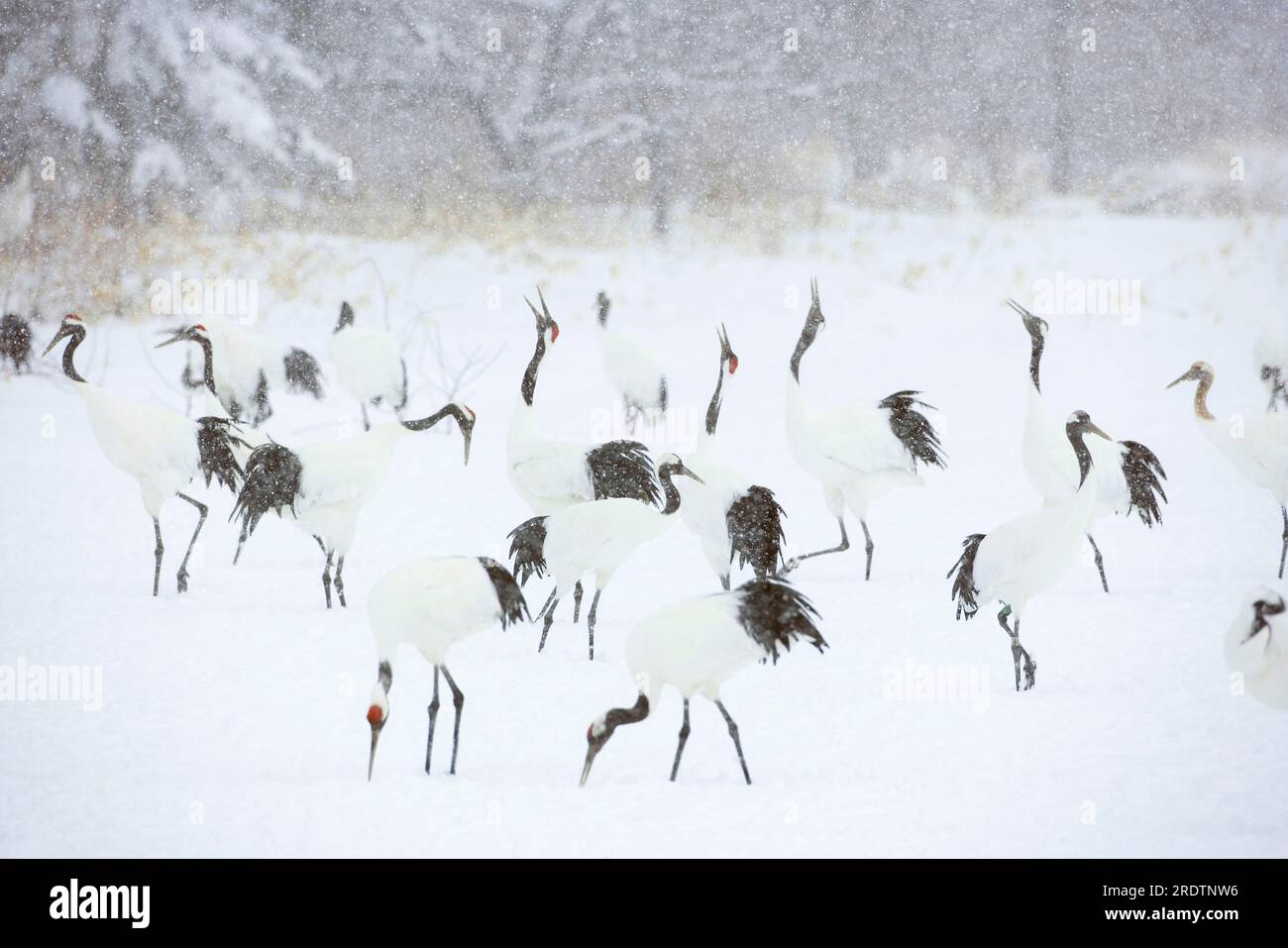 Red crowned cranes, KushiroShitsugen National Park, Hokkaido
