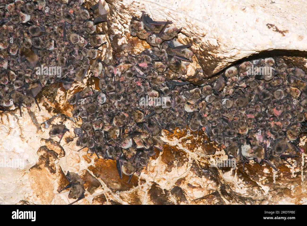 Lesser Mouse-eared Bats and Long-Fingered Bats (Myotis capaccinii), Devataska cave, Bulgaria (Myotis oxygnathus), Lesser Mouse-eared Bat Stock Photo