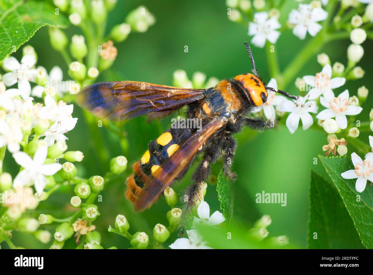 Wasp, female, Bulgaria (Scolia flavifrons) Stock Photo