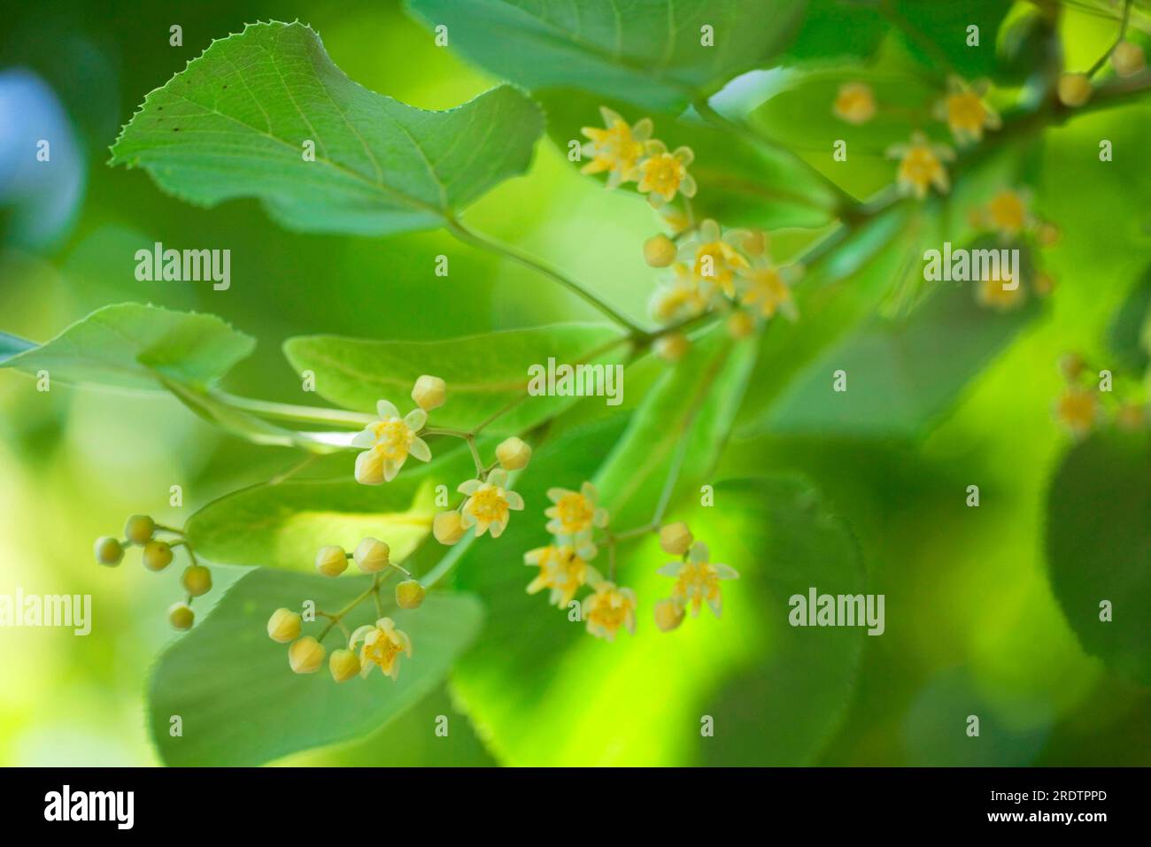 Silver lime (Tilia tomentosa), Bulgaria Stock Photo