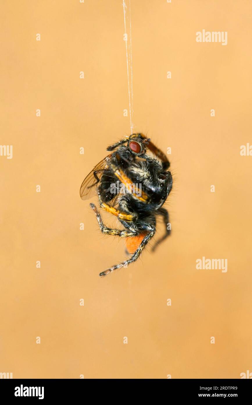 Goldeneyed jumping spider, male eats Gold eyes jumping spider