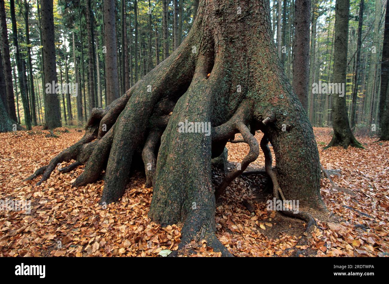Exposed tree root, living tree, germany Stock Photo Alamy