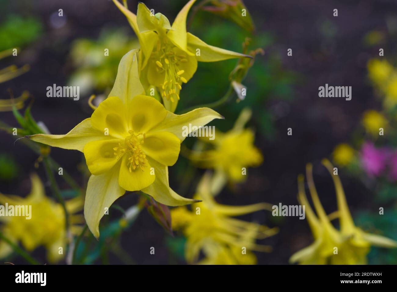 Aquilegia. Ranunculaceae. Yellow flowers of aquilegia in the summer garden. Stock Photo