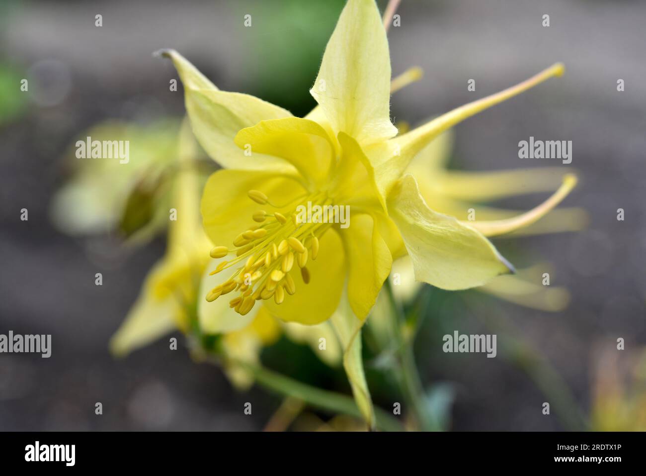 Aquilegia. Ranunculaceae. Yellow flowers of aquilegia in the summer garden. Stock Photo