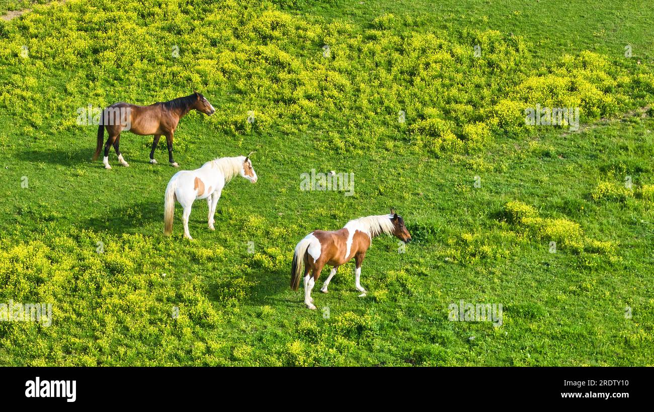 One brown horse with white hooves and nose with two paint horses of brown and white aerial Stock Photo