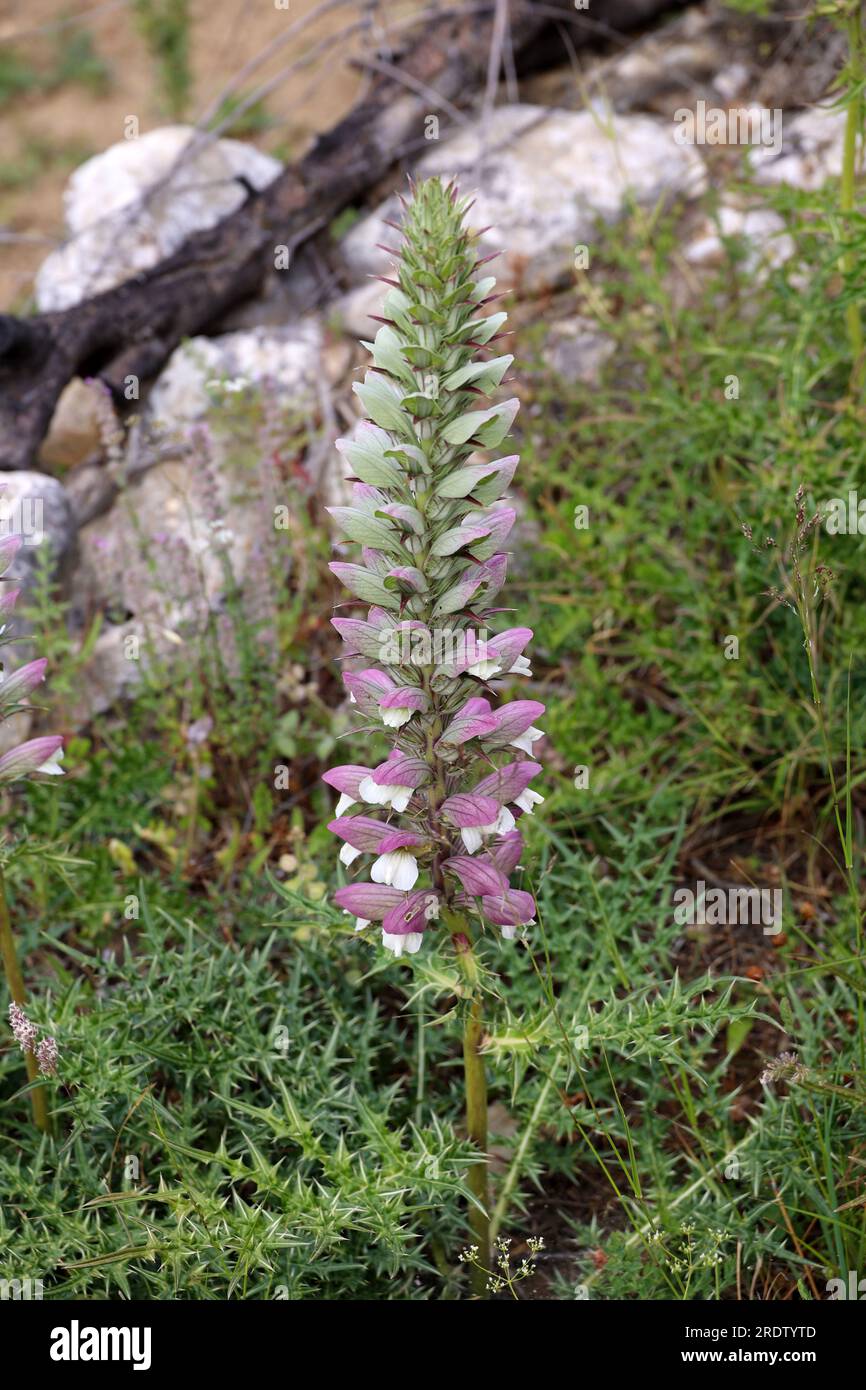 Purple flowers of the Acanthus plant -Acanthus mollis-on the Greek