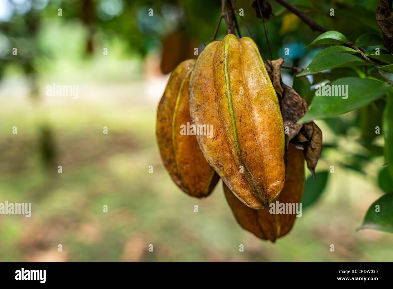 Close up view of a organic Star fruit -carambola tree full with Fruit Stock Photo