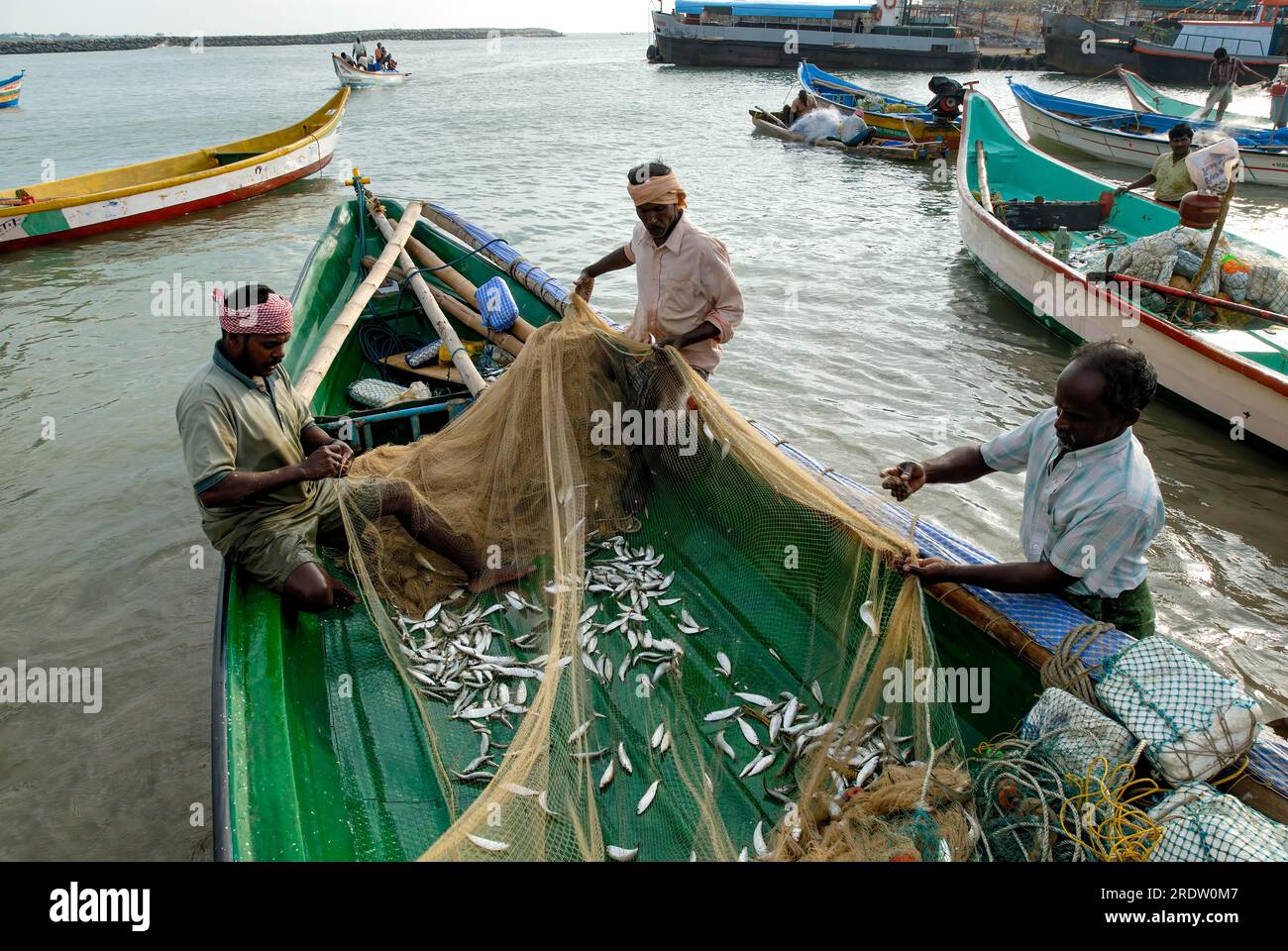 Fishermen removing the fishes from fishing net at Kanyakumari, Tamil Nadu,  South India, India, Asia Stock Photo - Alamy