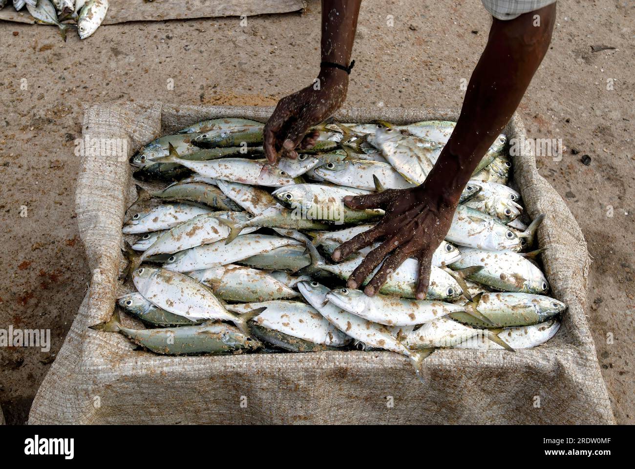 Freshly caught fishes are packed in order to transport to different