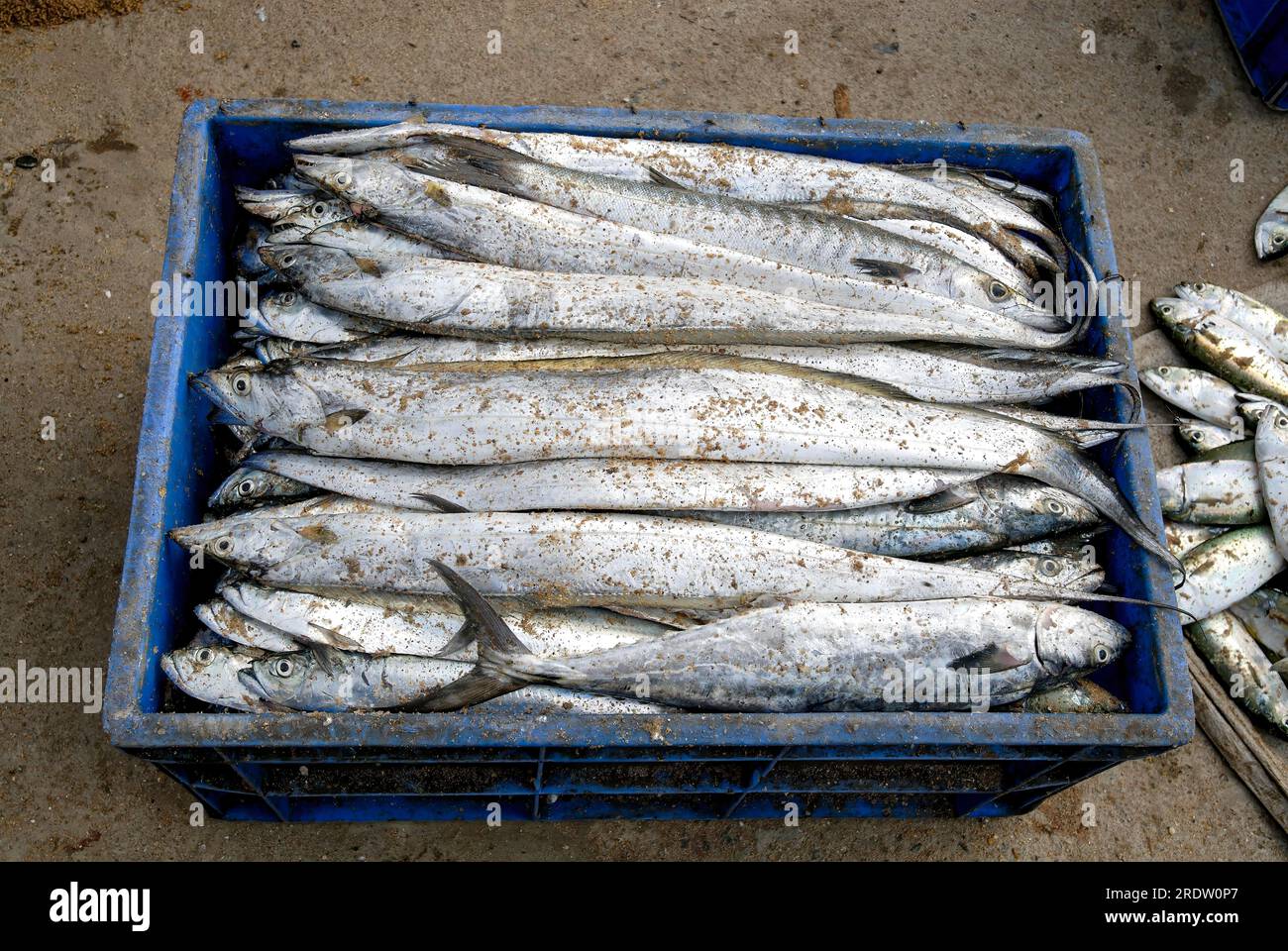 Freshly caught fishes are packed in order to transport to different