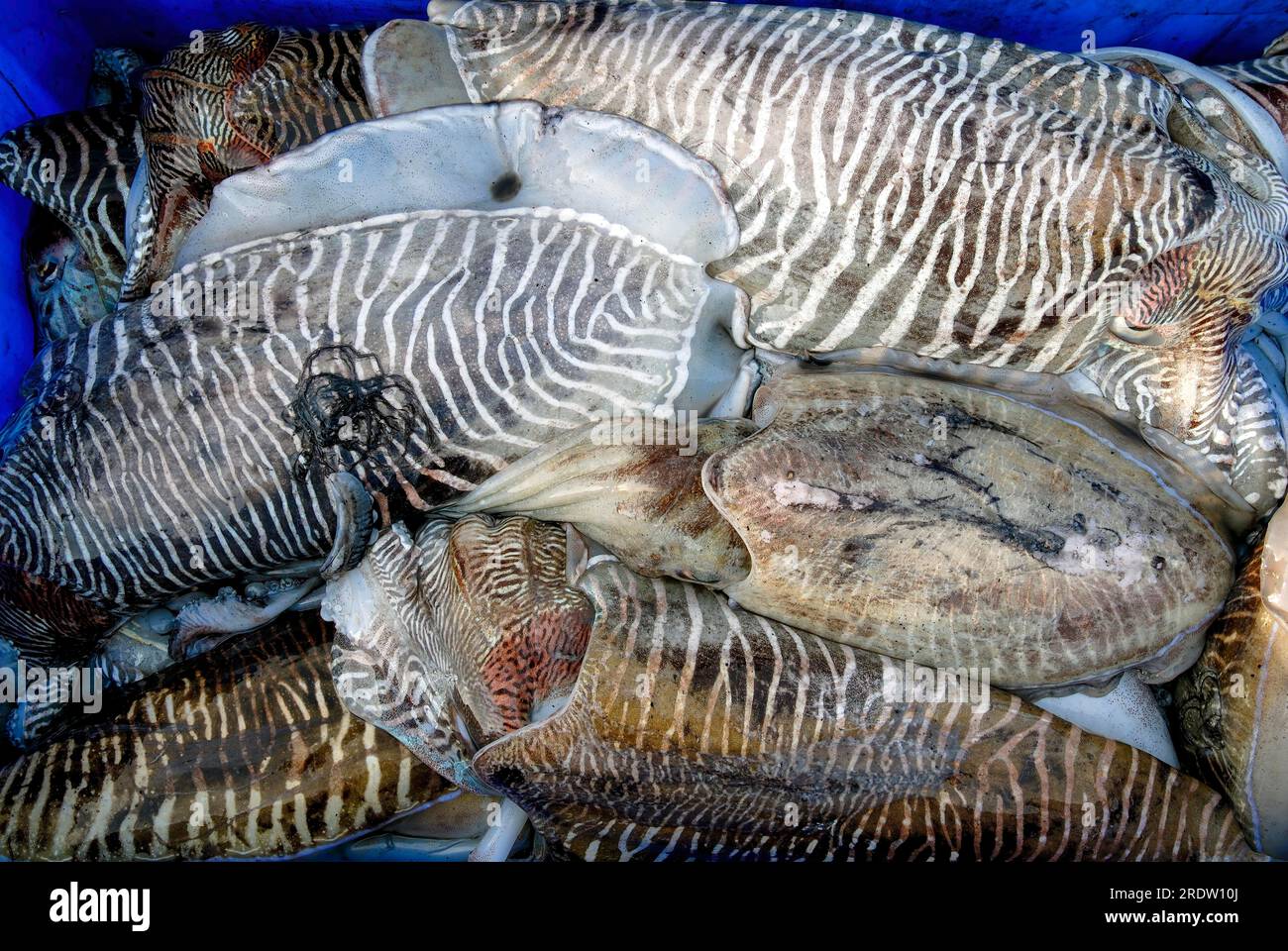 type of fishes in tamil