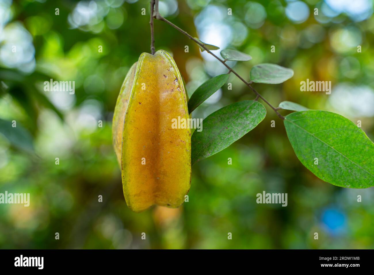 Close up view of a organic Star fruit -carambola tree full with Fruit Stock Photo