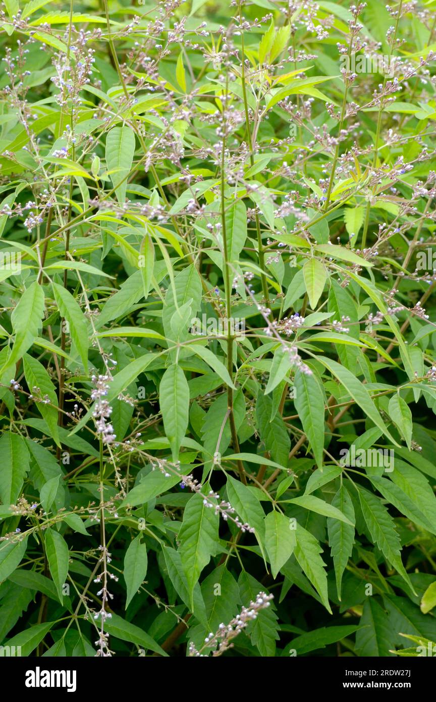 Chaste tree (Vitex agnuscastus), chaste tree, chaste mud Stock Photo Alamy