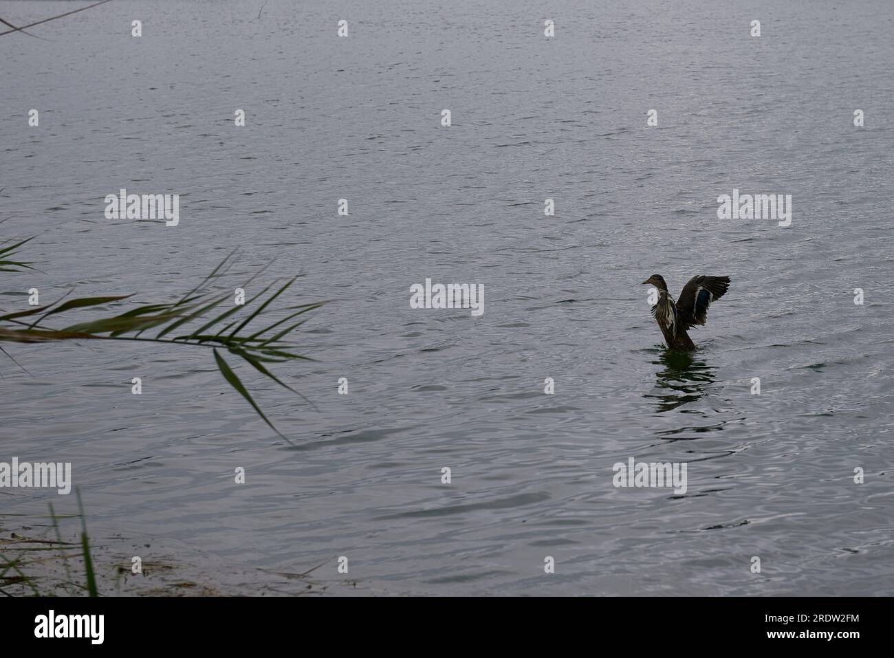 Empty duck pond hi-res stock photography and images - Alamy