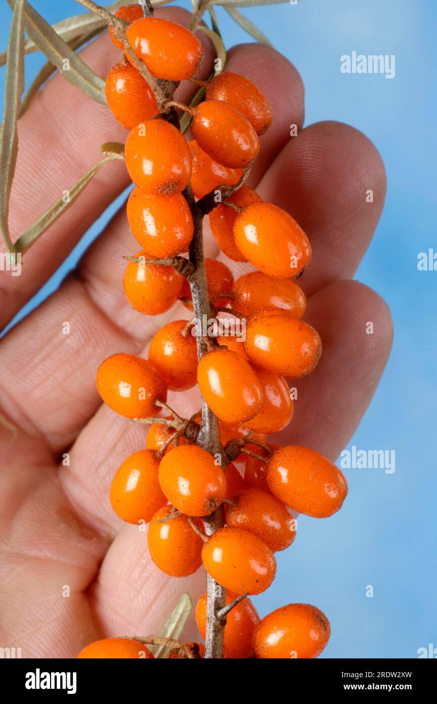 SAFLAX Sea Buckthorn Seeds - 40 Seeds Of Hippophae Rhamnoides, Hardy Medicinal Plant With Orange Berries