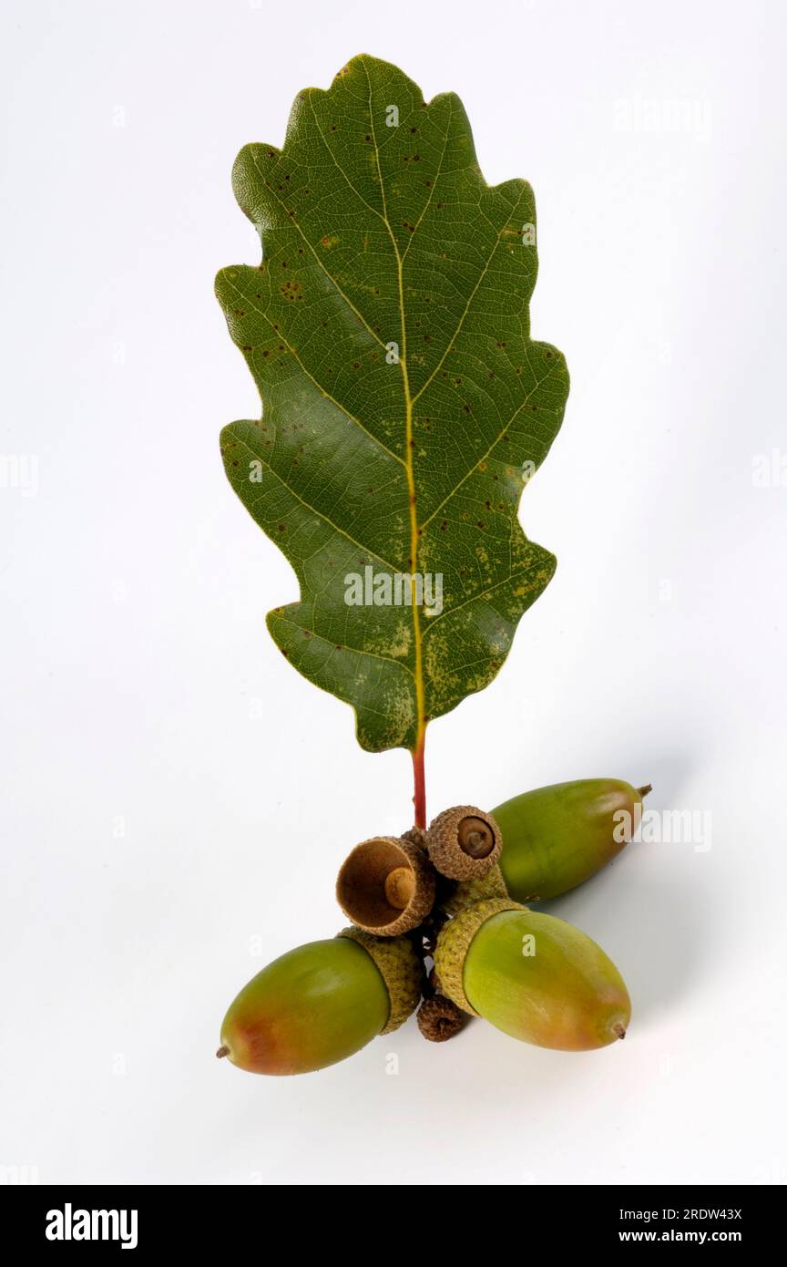 English oak (Quercus robur), acorns Stock Photo Alamy