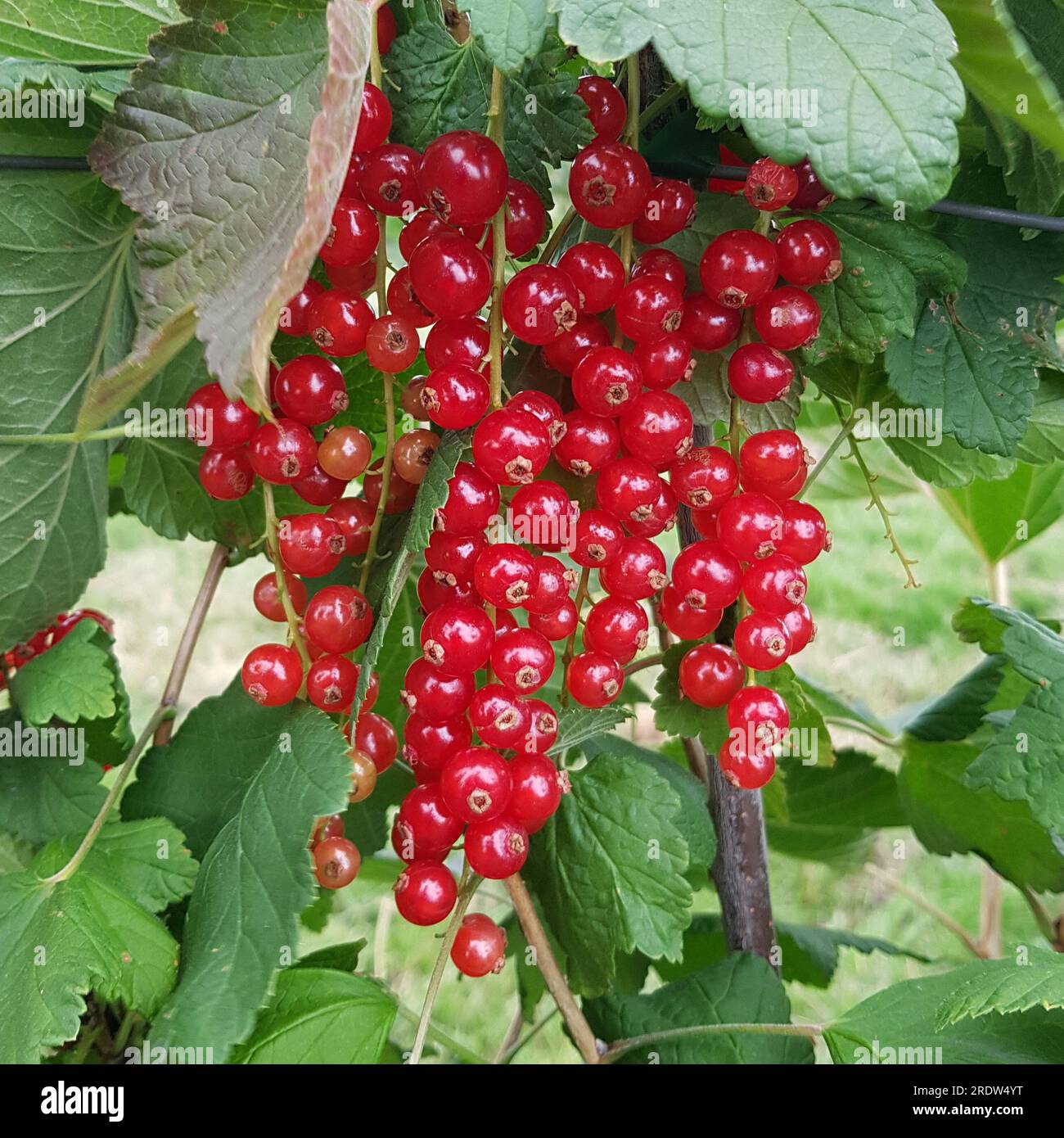 A cluster with panicles of fully ripe red currants, Ribes rubrum, on the bush Stock Photo