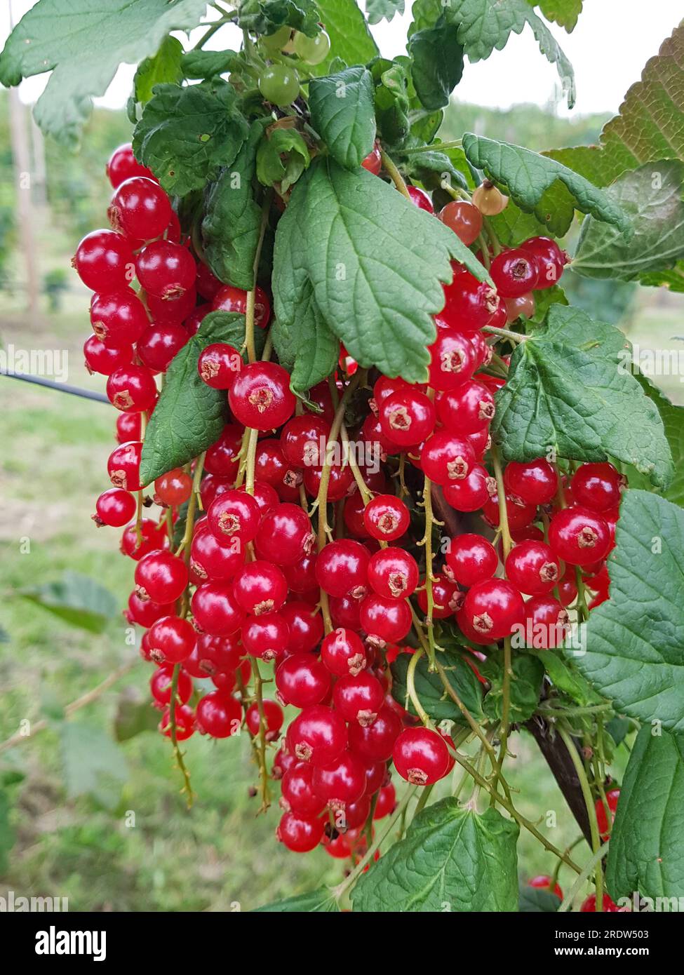 A cluster with panicles of fully ripe red currants, Ribes rubrum, on the bush Stock Photo