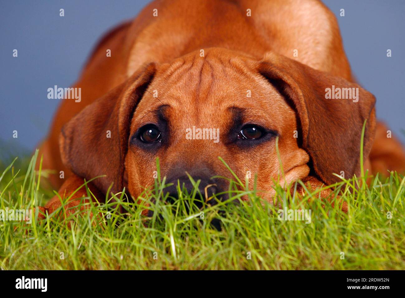 Rhodesian ridgeback face hi-res stock photography and images - Alamy