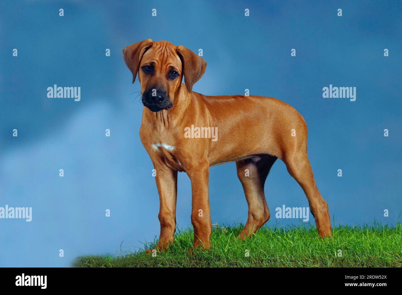 Rhodesian ridgeback face hi-res stock photography and images - Alamy