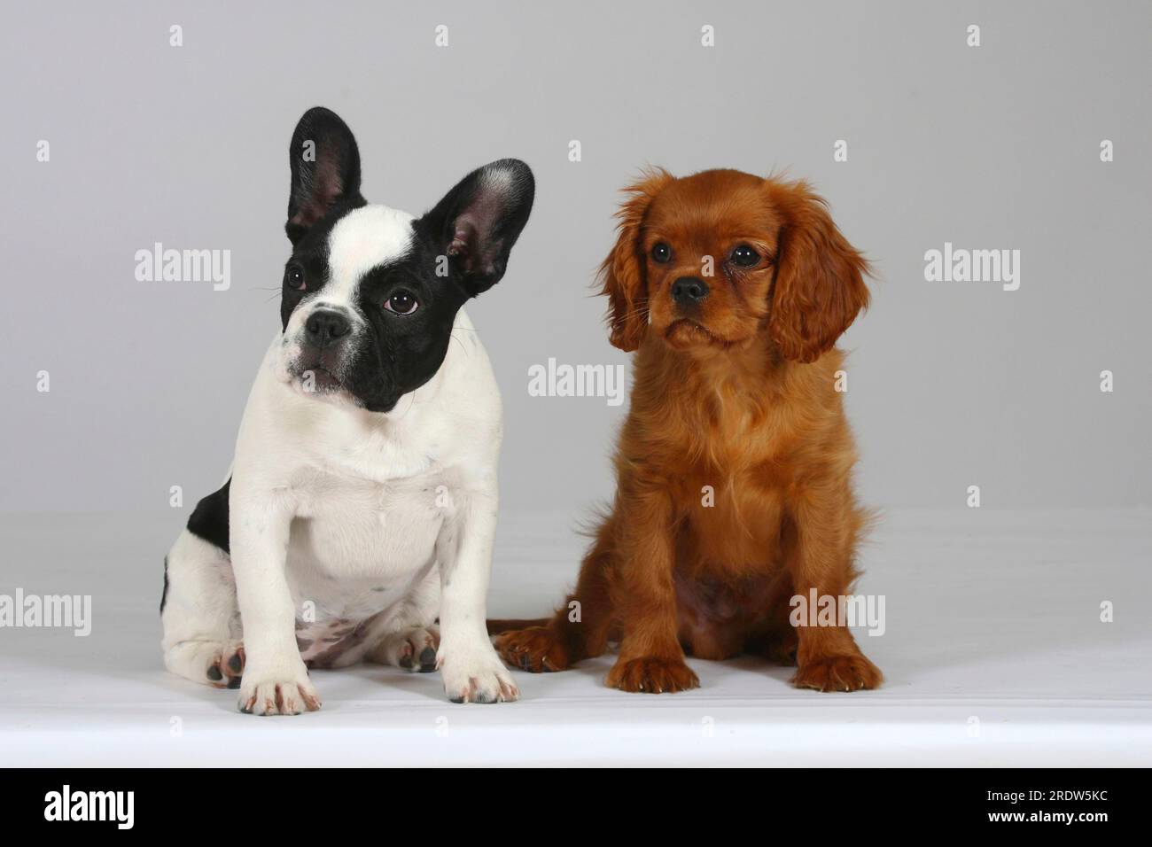 French Bulldog and Cavalier King Charles Spaniel Puppies 3