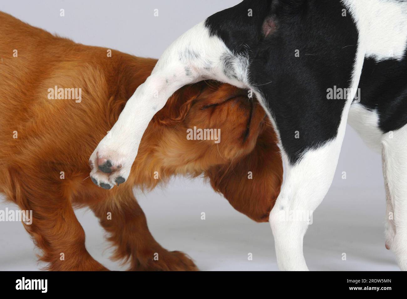 French Bulldog and Cavalier King Charles Spaniel, puppies, 3 months, French Bulldog, genital check Stock Photo