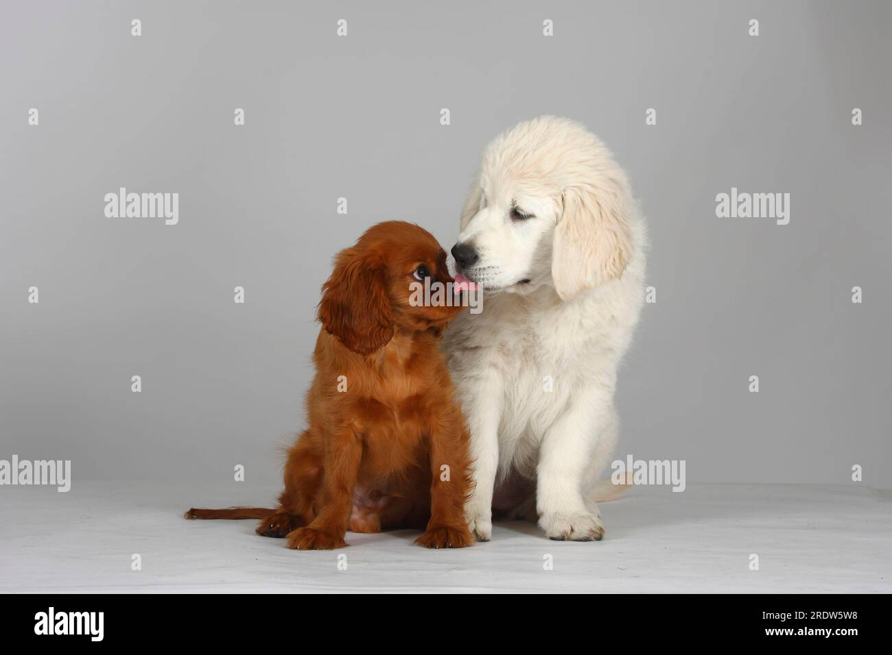 Golden Retriever and Cavalier King Charles Spaniel, puppies Stock Photo