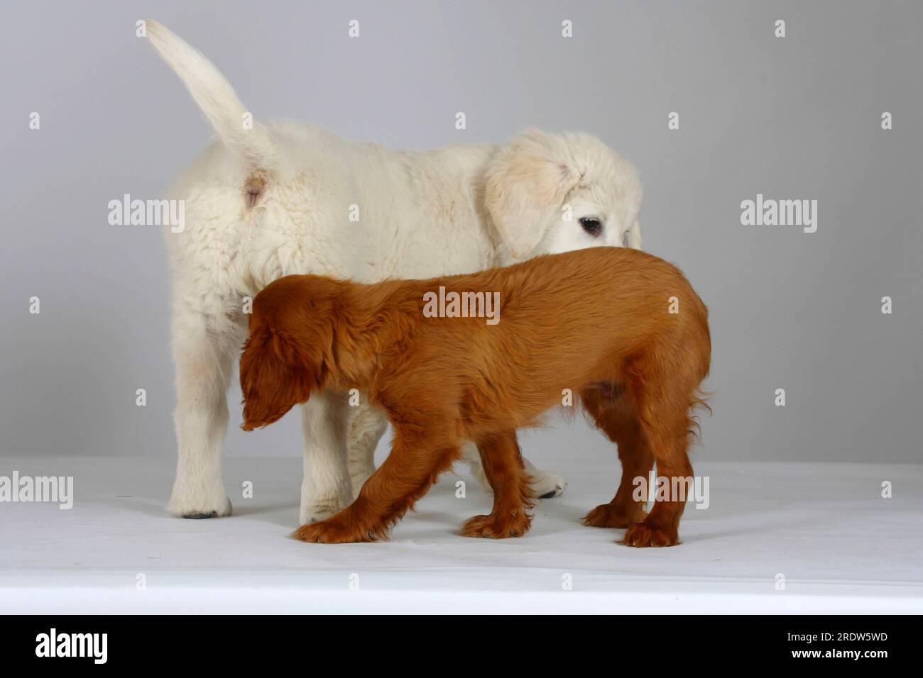 Golden Retriever and Cavalier King Charles Spaniel, puppies Stock Photo Alamy