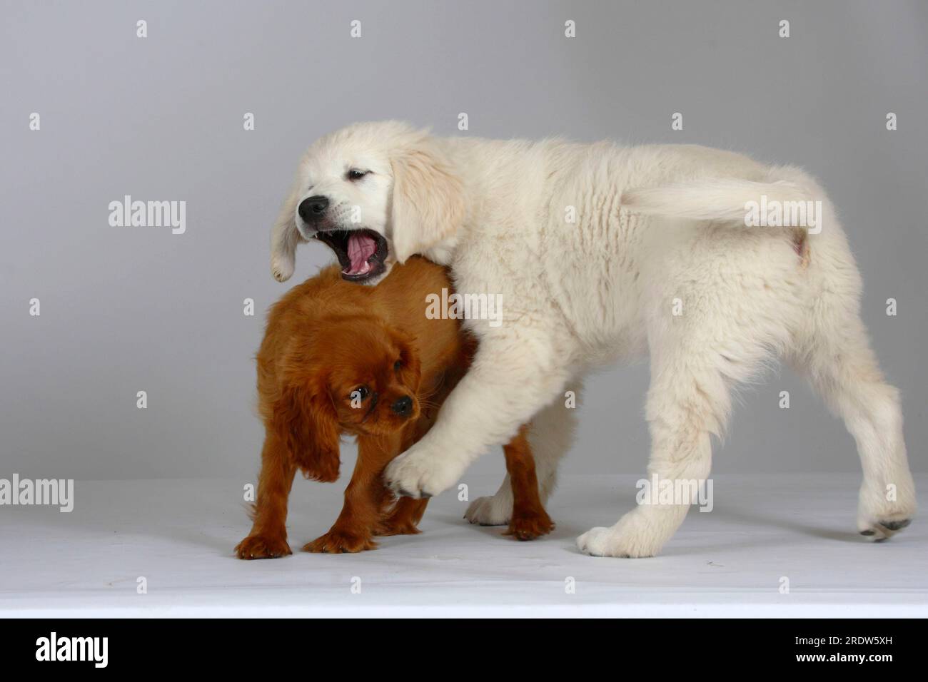 Golden Retriever and Cavalier King Charles Spaniel, puppies Stock Photo Alamy