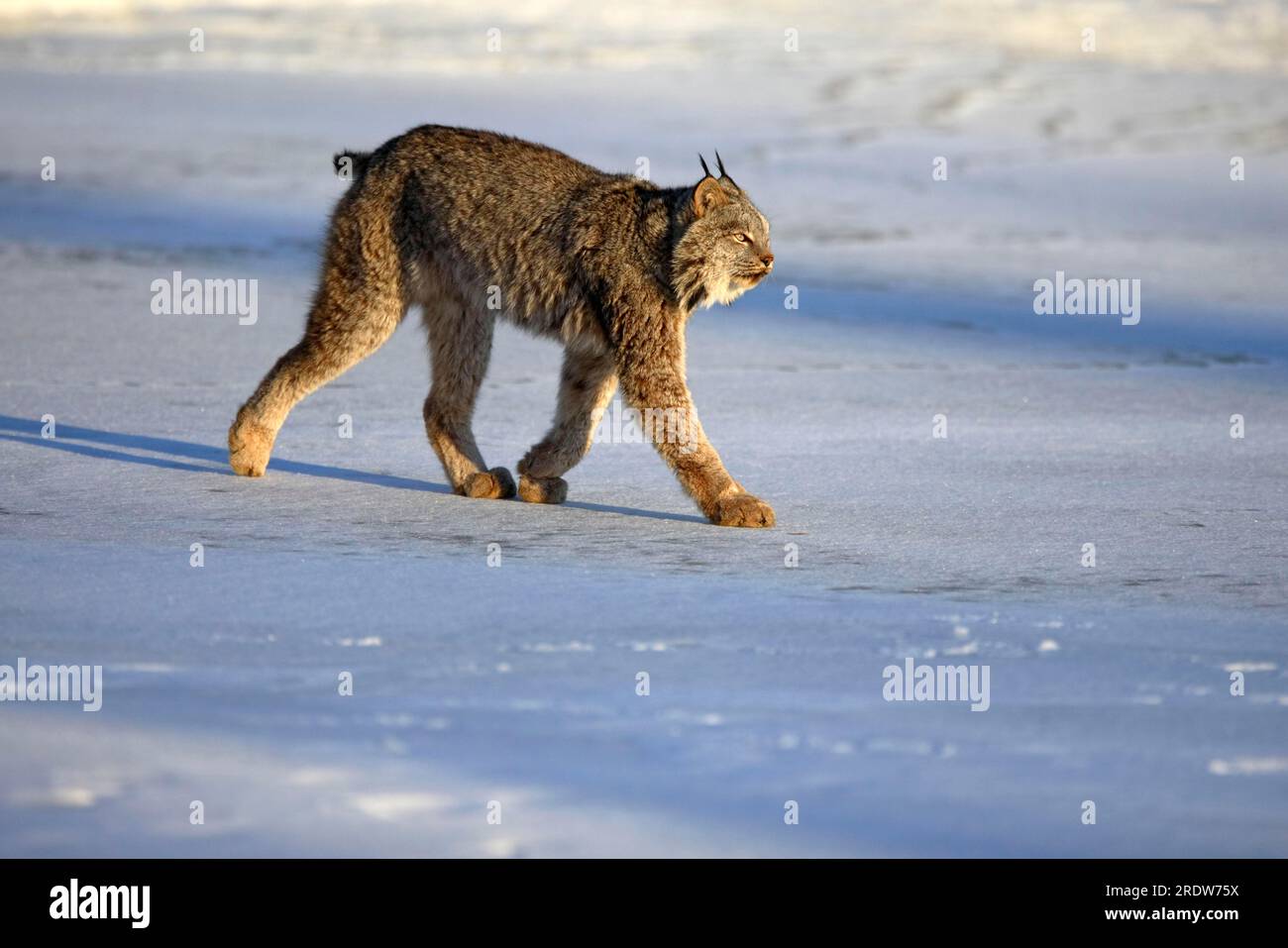 Canada lynx (Lynx lynx canadensis) (Felis lynx canadensis), silver lynx