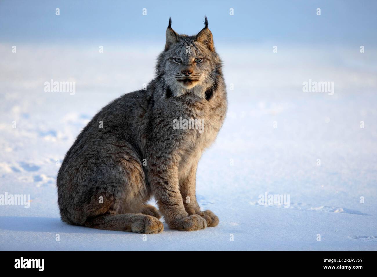 Canada lynx (Lynx lynx canadensis) (Felis lynx canadensis), silver lynx