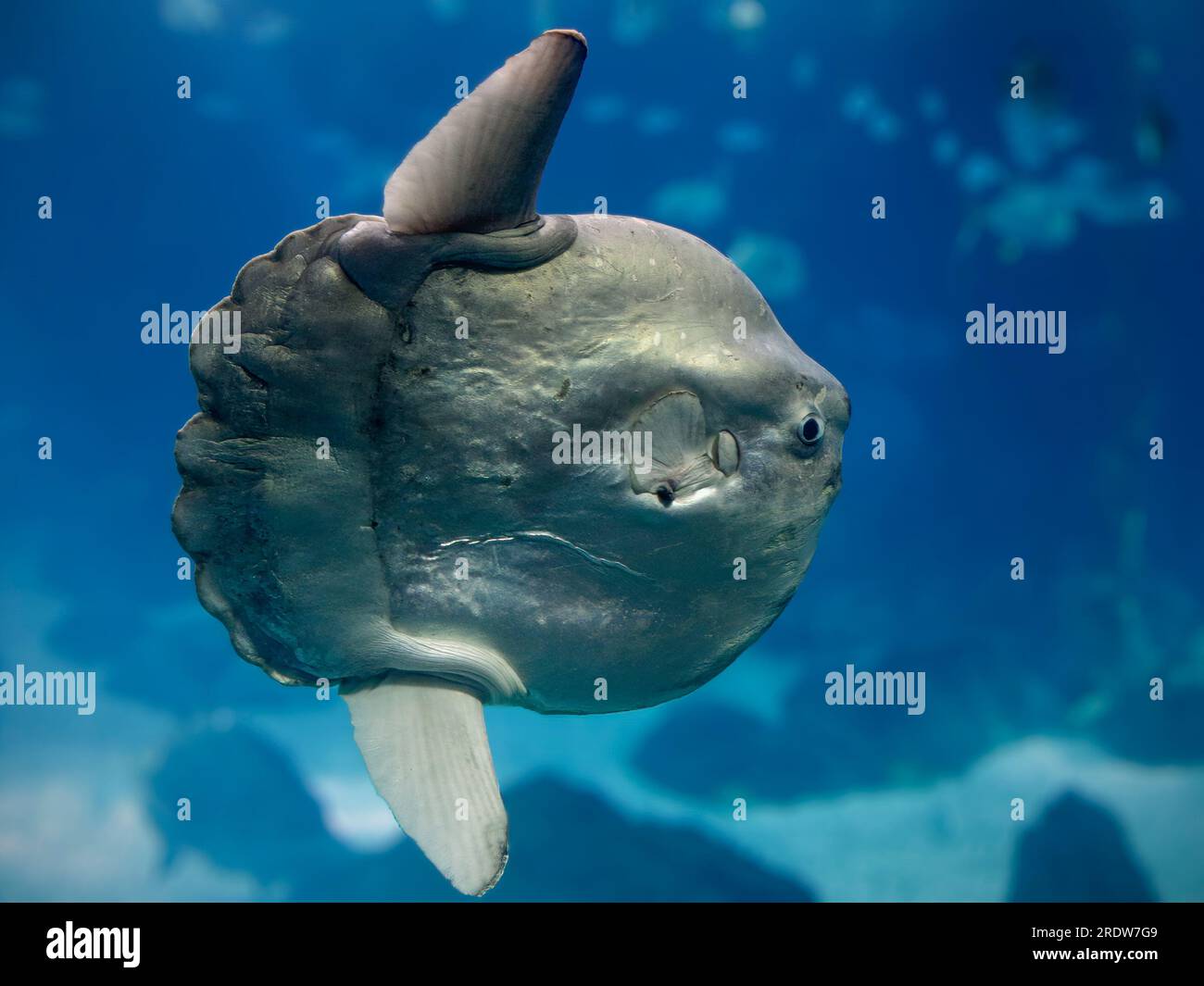 Sunfish closeup. Salt water aquarium photo. Stock Photo