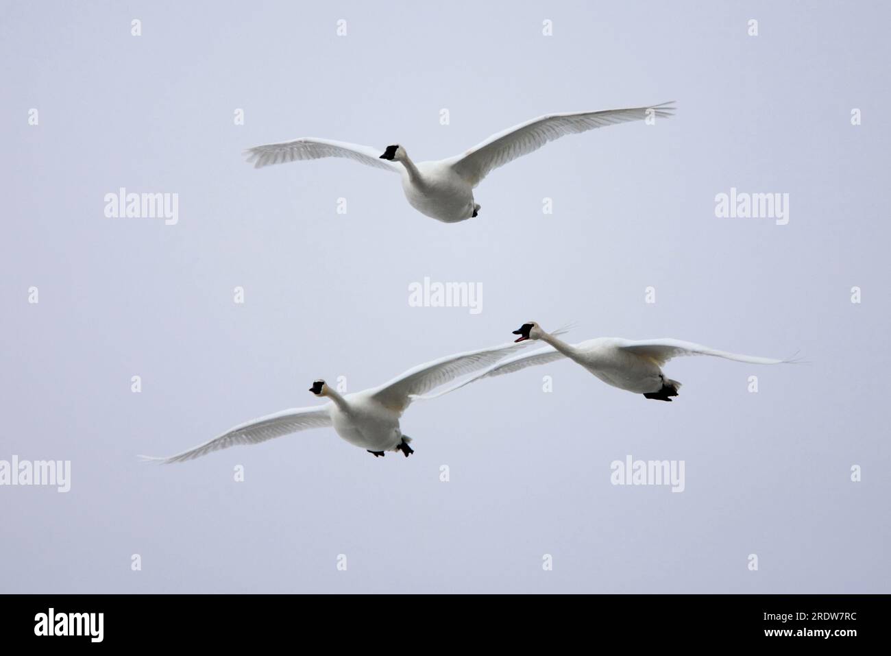 Trumpeter swans (Cygnus buccinator), Minnesota, releasable, USA Stock Photo