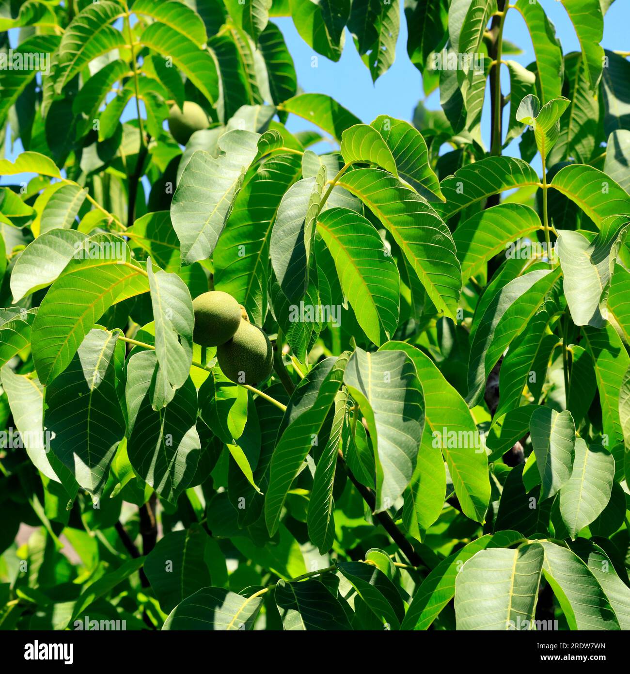 Green walnuts ripening on a tree against blue sky.. Stock Photo